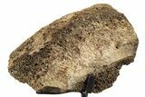 Fossil Hadrosaur Vertebra Section w/ Metal Stand - South Dakota #339919-1